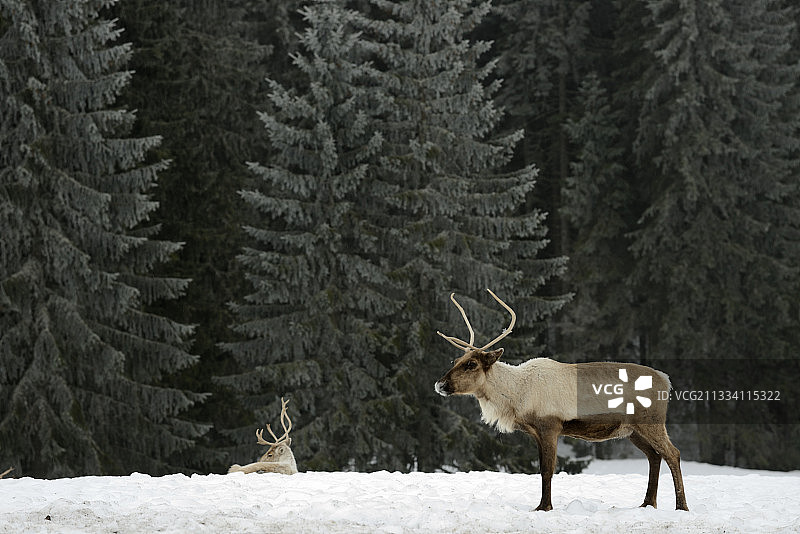 法国肖讷沃雪地极地公园的驯鹿图片素材