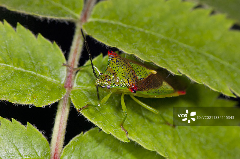 阿尔斯特布罗的叶子上山楂盾虫，瑞典图片素材