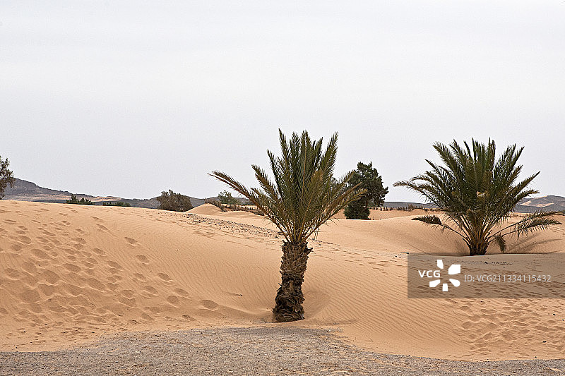 摩洛哥哈姆利亚沙丘中的棕榈树图片素材