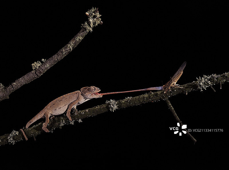 正在捕捉蝗虫的普通变色龙图片素材