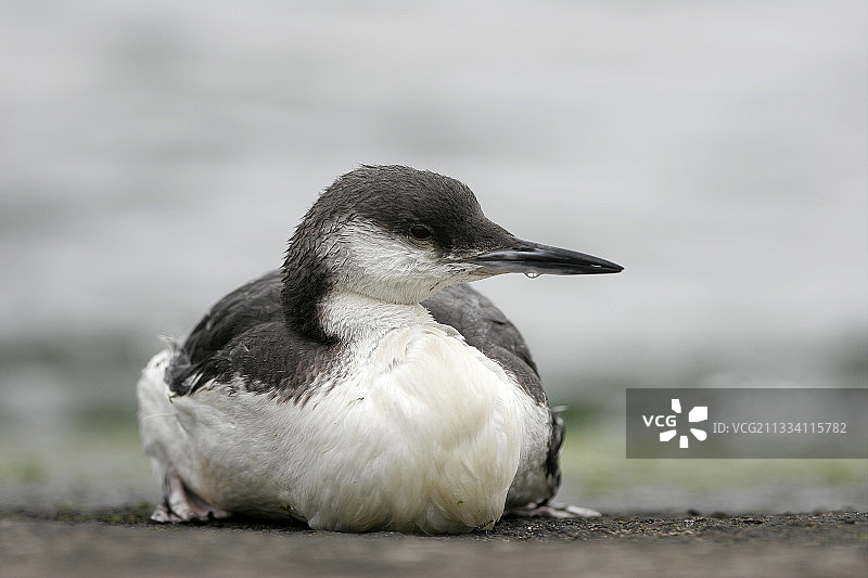 在韩国济州岛休息的北极潜鸟图片素材