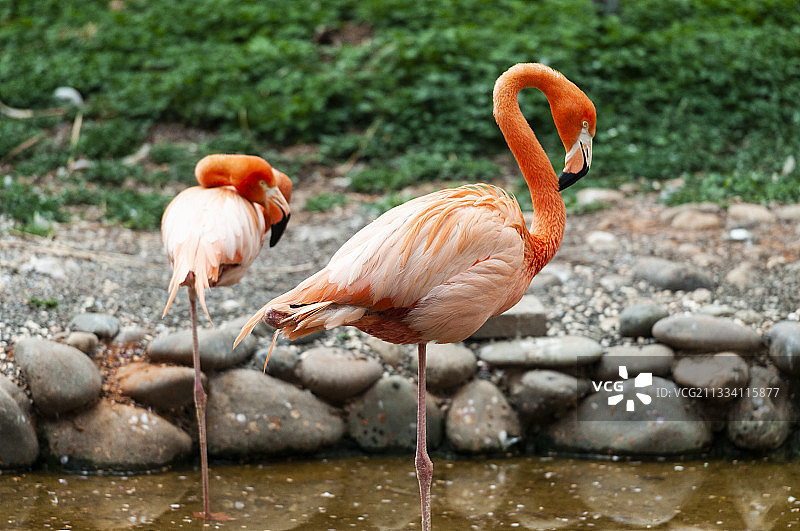 火烈鸟图片素材