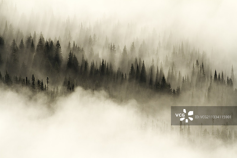 日出时分，加拿大加斯佩地区的云雾笼罩的云杉林图片素材