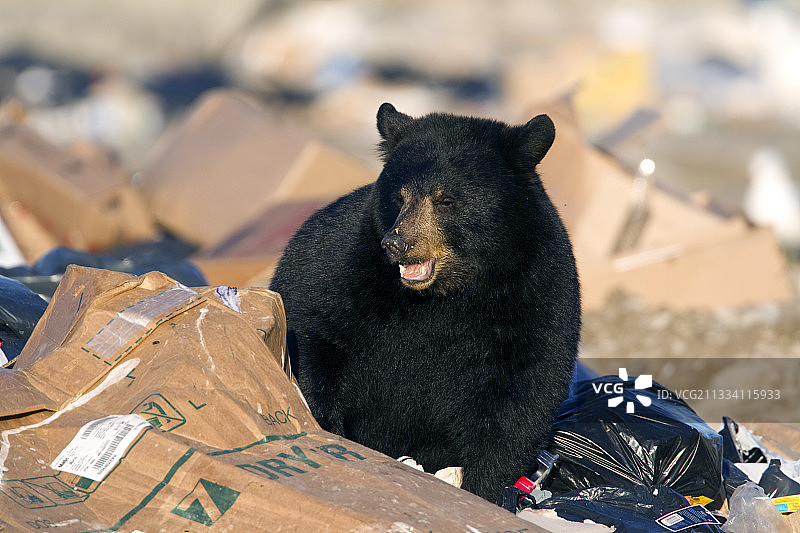 丘吉尔瀑布夏季垃圾场图片素材
