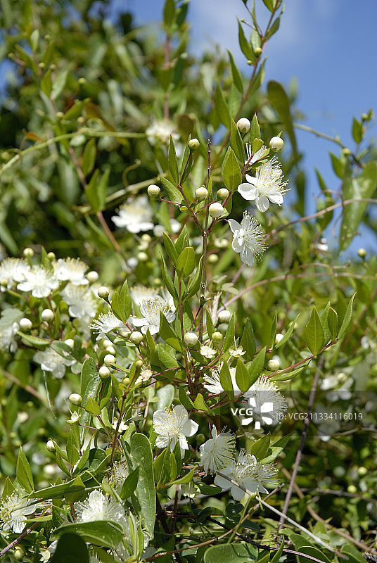 科西嘉画廊附近的桃金娘花图片素材