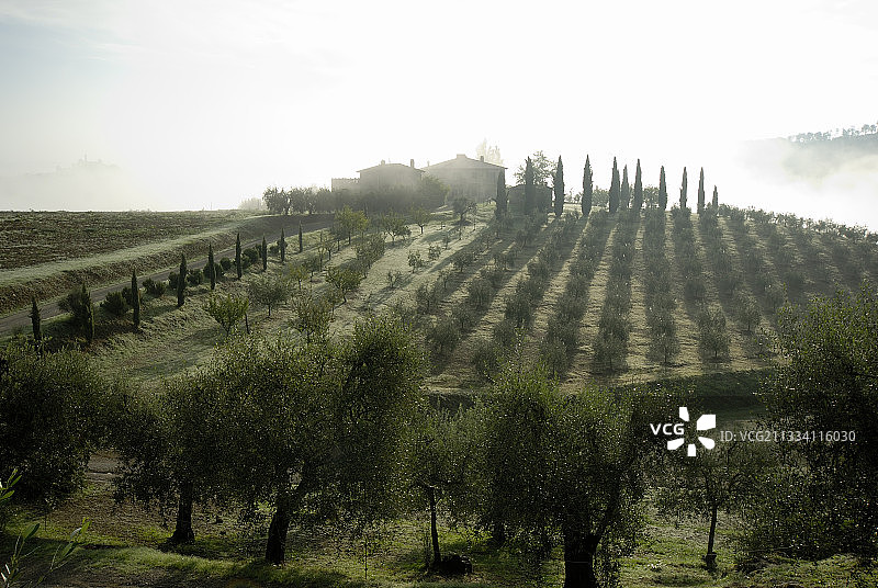 托斯卡纳秋季橄榄树和柏树图片素材