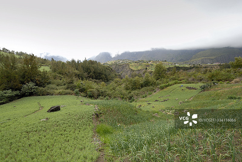 锡拉奥斯扁豆和韭葱文化，留尼汪图片素材