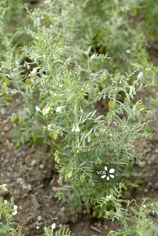留尼汪锡拉奥斯镜眼的培养图片素材