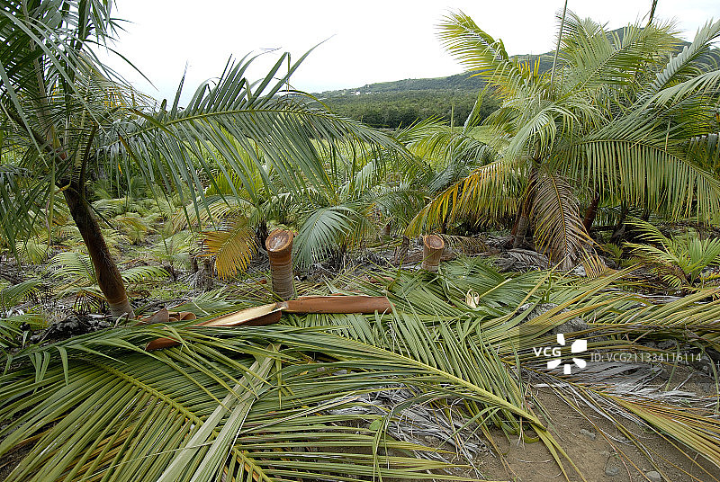 克里奥尔烹饪图片素材