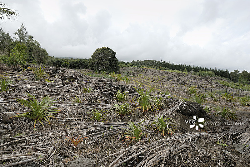 留尼汪岛清理后的农作物区图片素材
