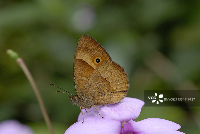 留尼汪岛特有的萨提尔蝴蝶图片素材