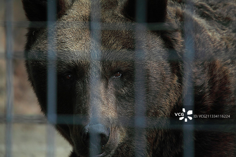 法国巴尔班动物园里圈养的棕熊图片素材