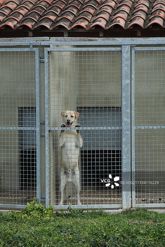 锁在肯尼尔犬舍里的狗 - 法国普罗旺斯动物保护协会图片素材