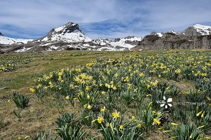 法国比利牛斯山 Ossau 山谷春天里盛开的水仙花图片素材