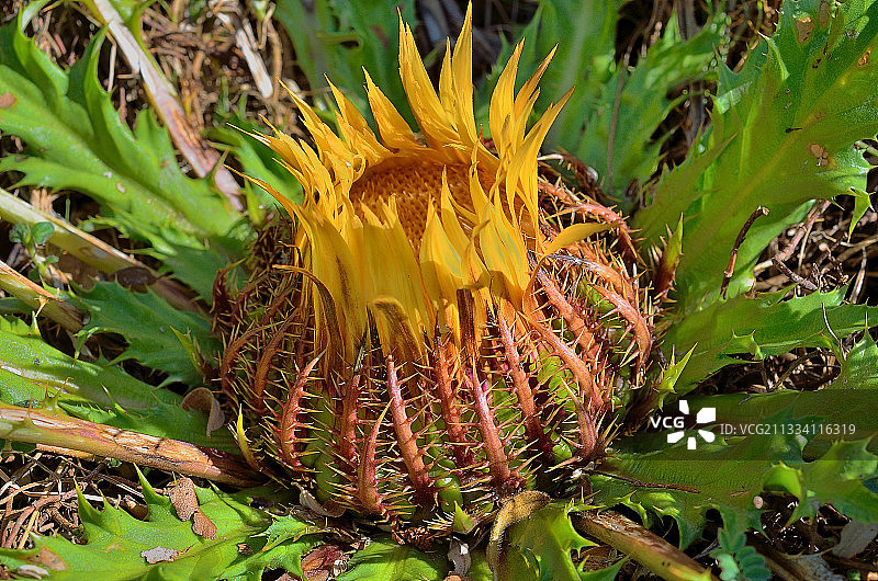 阿斯佩山谷比利牛斯山脉的莨苕叶卡琳娜图片素材