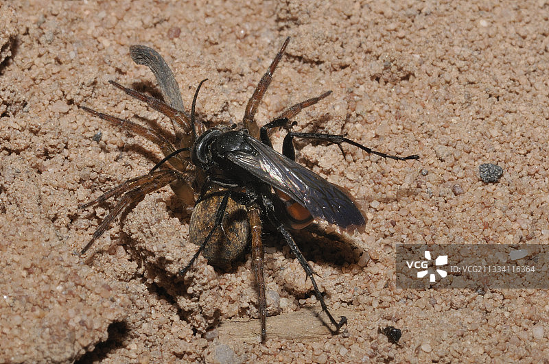 博尼塔麻痹蜘蛛，法国北部孚日图片素材