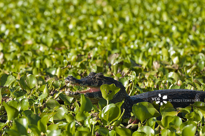 巴西潘塔纳尔湿地的常见水风信子中的雅卡雷鳄图片素材