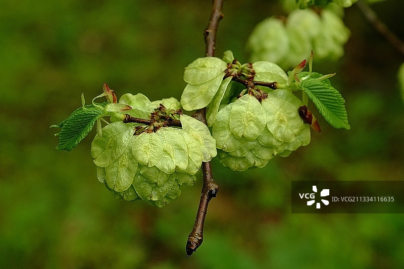 丹麦的欧洲白榆果实图片素材