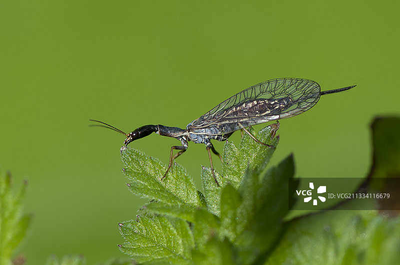 叶子上的蛇蛉，丹麦图片素材