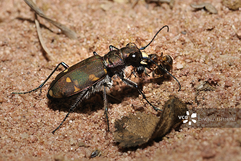 捕捉蚂蚁的北方沙丘虎甲虫图片素材