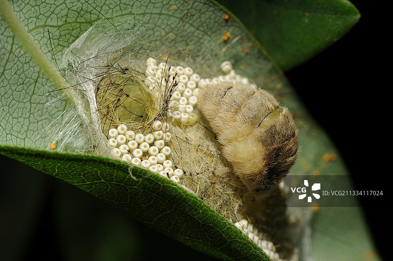 在法国北部孚日山脉产卵的亚洲舞毒蛾图片素材