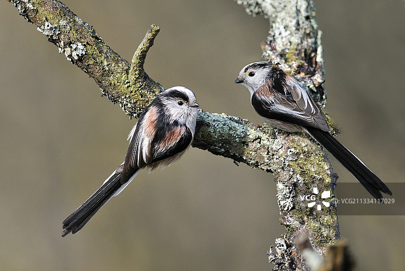 北孚日山脉的长尾山雀图片素材