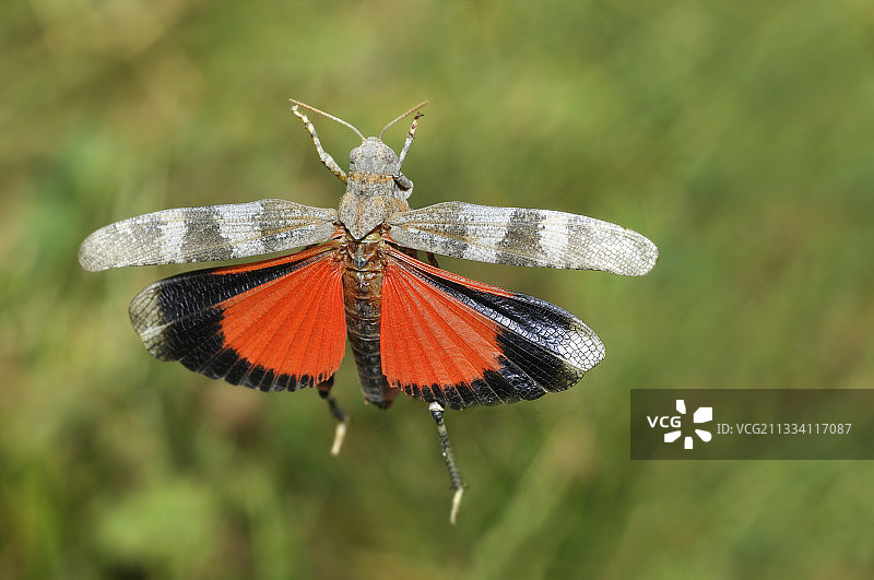 飞行中的红翅蝗虫，法国埃克兰国家公园图片素材