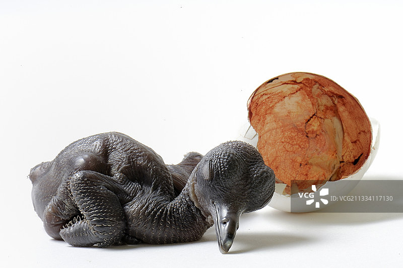 白凤冠雉幼鸟和蛋，白色背景图片素材