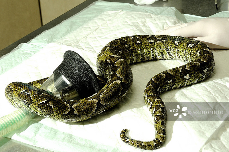 马达加斯加树蚺的麻醉图片素材