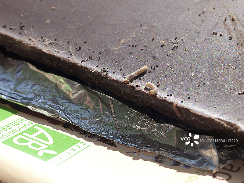 盘子里有机巧克力上的印度谷螟毛虫图片素材