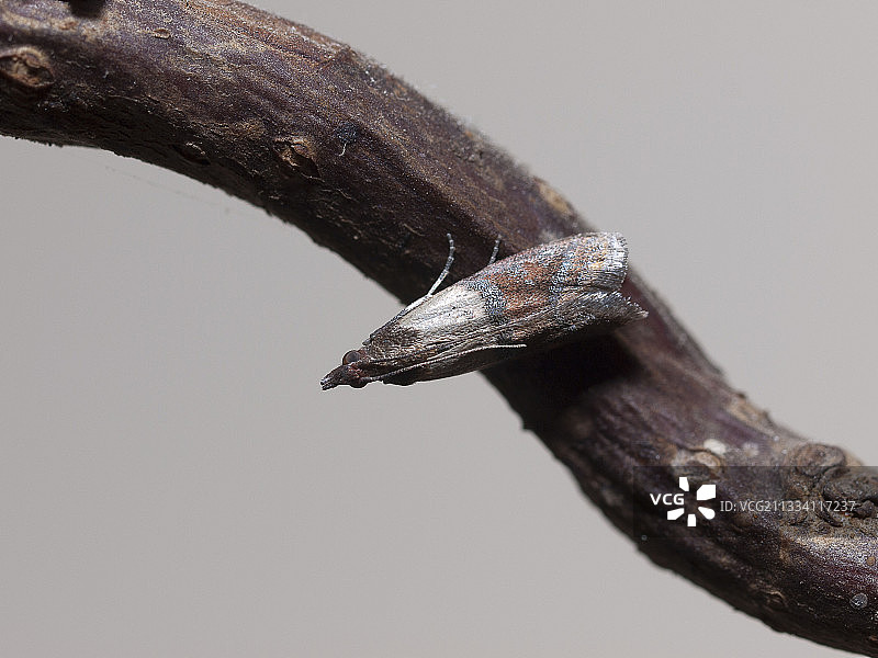 印度谷螟在树枝上 法国弗朗什-孔泰图片素材