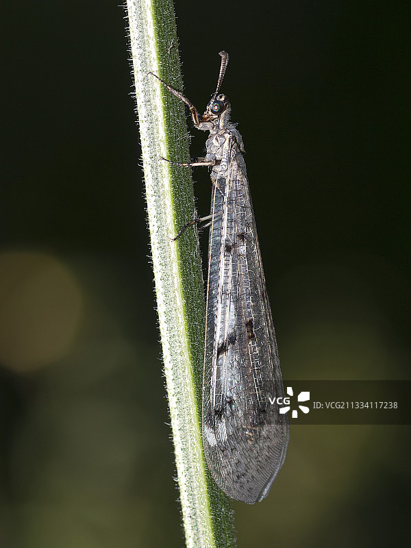 法国弗朗什-孔泰的欧洲蚁蛉图片素材