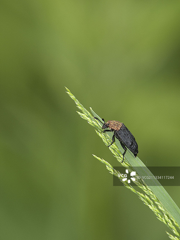 草聚花序上的红胸葬甲图片素材