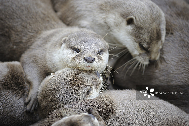 休息中的东方小爪水獭图片素材