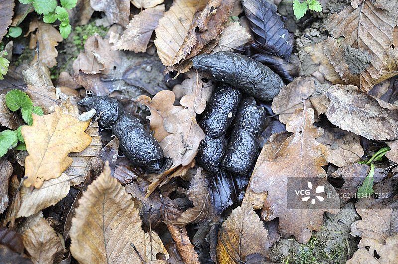 法国落叶中的短尾猫粪便图片素材