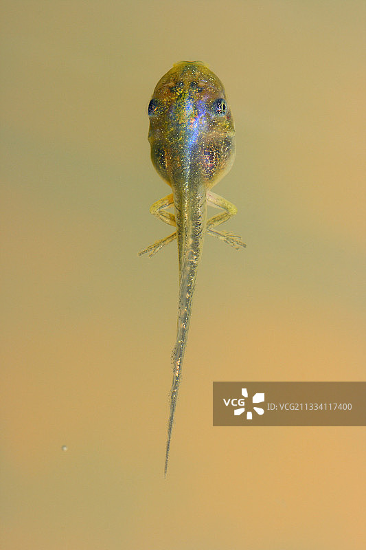 池塘水面上的无条纹树蛙蝌蚪，西班牙图片素材