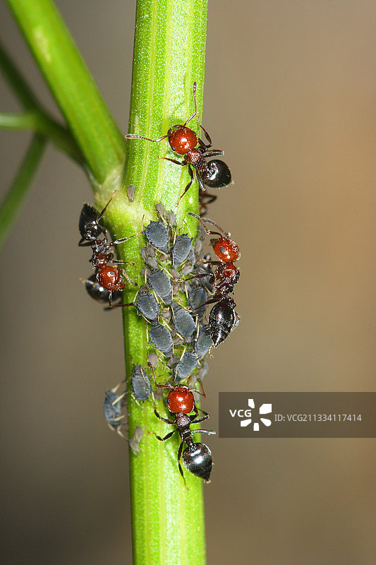 蚂蚁在茎上吸食蚜虫，西班牙图片素材
