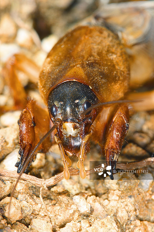 西班牙地上的蝼蛄图片素材