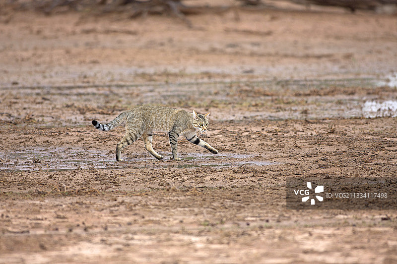 行走在南非湿地的非洲野猫图片素材