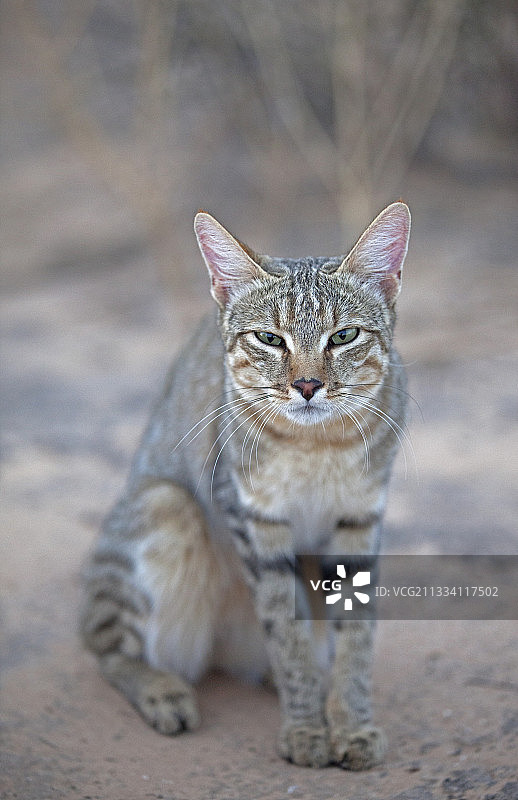 坐在南非沙漠中的非洲野猫图片素材
