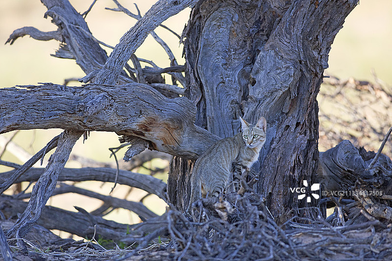 沙漠中树下的非洲野猫图片素材