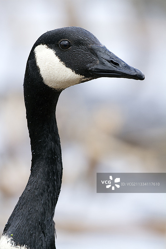 魁北克大西洋加拿大鹅的肖像图片素材