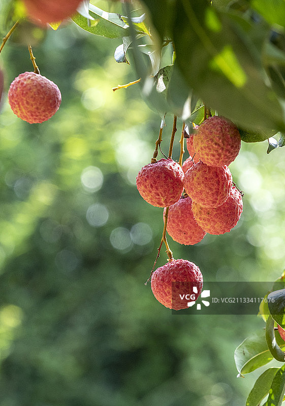 荔枝果熟了挂满枝头图片素材