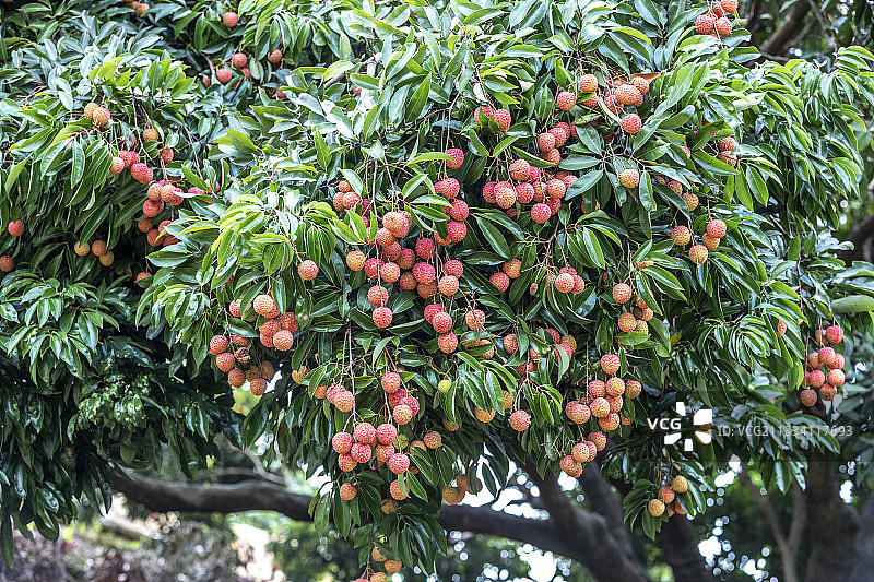 荔枝果熟了挂满枝头图片素材