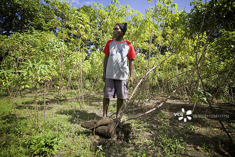瓦努阿图塔纳岛亚苏尔火山活动加剧：火山灰影响当地粮食生产图片素材