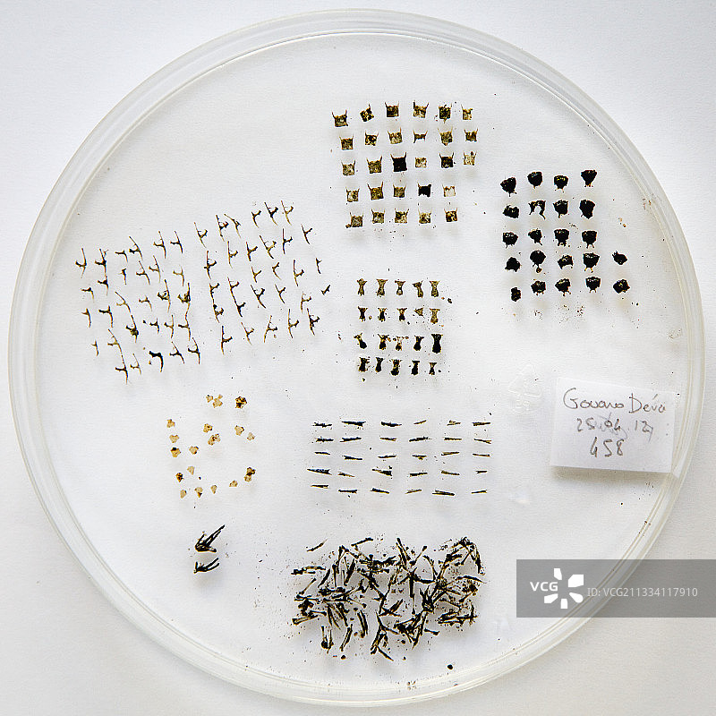 在古阿罗德瓦采集的野猫粪便中发现的至少29只蜥蜴的未消化遗骸(骨骼)。这是一种高度入侵性和机会主义的捕食者,它帮助摧毁了地方物种的种群,例如一些蜥蜴和鸟类,它们通常是孤立的,并且在没有捕食者的情况下进化,因此没有发展出回避行为。所以这些对猫来说是非常容易的猎物,而且破坏是如此巨大。努美阿发展研究所正在研究它们的饮食,以评估这种影响并考虑任何适当的管理措施图片素材