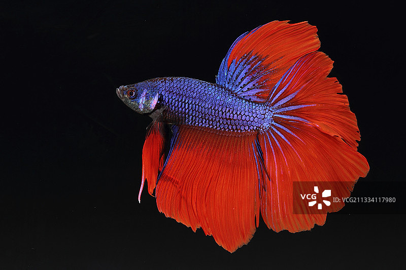 黑色背景上的雄性斗鱼图片素材