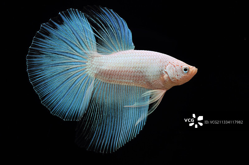 黑色背景上的雄性斗鱼图片素材