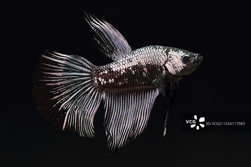 黑色背景上的雄性斗鱼图片素材