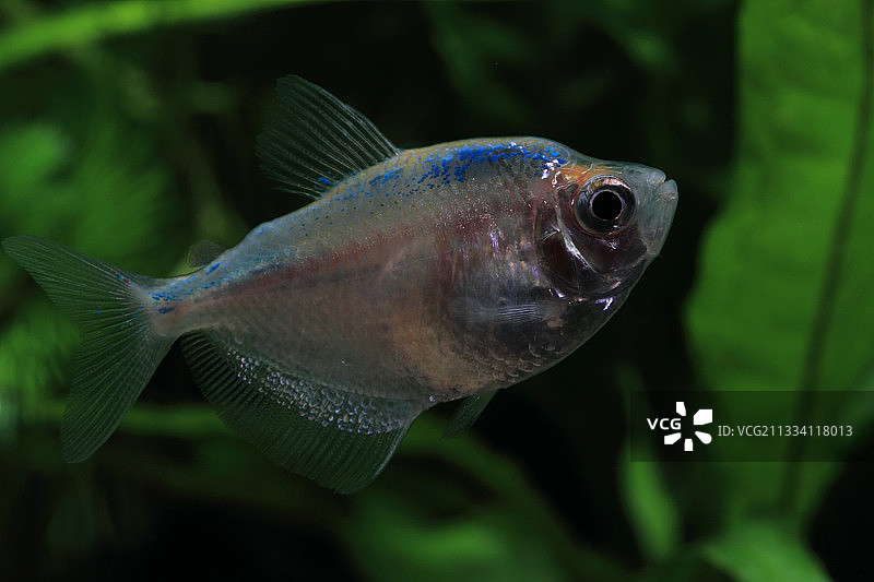 注射染色的黑四眼鱼图片素材